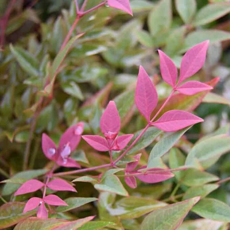 Nandina domestica Obsessed 30-40 cm